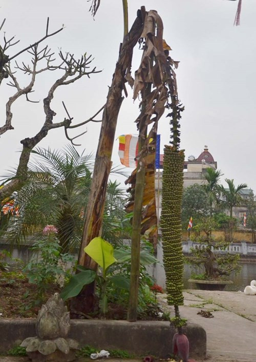 Phía bên dưới gốc cây chuối này cũng có cây con mọc lên xanh mướt.