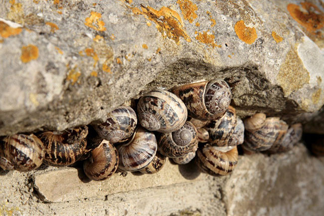Periwinkles: Nhiều người sẽ phát hoảng và nhăn mặt khi biết nguyên liệu chính của Periwinkles chính là ốc sên.