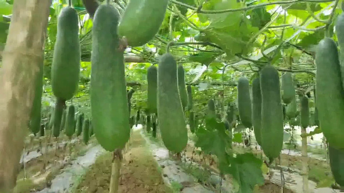 Bí xanh là loại thực phẩm kiềm tính, nhiều nước và chứa rất ít nhân purin, có khả năng thanh thải acid uric qua đường tiết niệu khá tốt.