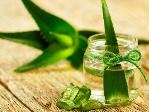 Lô hội: Loại mặt nạ dưỡng môi này gồm các thành phần: sữa, vitamin E, lô hội, bạc hà. Trộn tất cả các thành phần đã được chuẩn bị thành một hỗn hợp, sau đó bôi lên môi. Ngay từ lần đắp đầu tiên, bạn sẽ cảm nhận được đôi môi mềm mại dần dần.