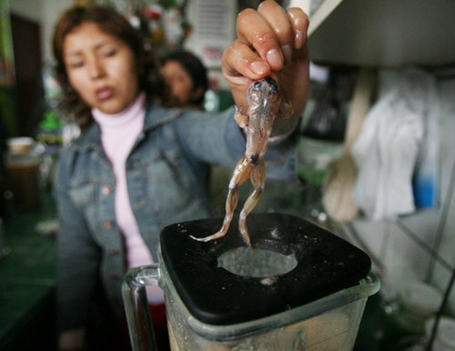 Sinh tố ếch tươi (Peru): Đây là một món đồ uống tươi sống đến từ đất nước Peru. Những chú ếch sống bị lột da và xay cùng 20 loại nguyên liệu khác nhau trong máy xay sinh tố.