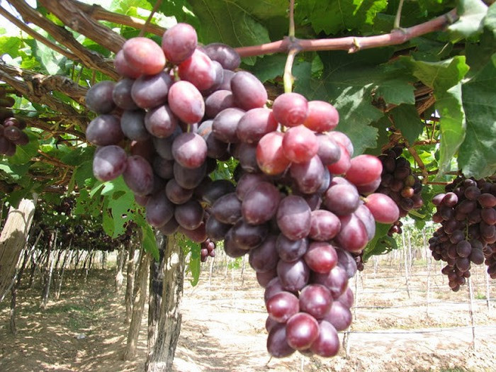 Nho cần chọn nguyên chùm đầy đặn, mọc lên một cách dày đặc, trước tiên khi ngửi có mùi thơm nồng mới mua. Nho tươi thì thân cứng màu xanh sáng. Khi màu sắc úa nâu, vạt mềm, quả rời ra, đó là quả đã hái từ lâu.