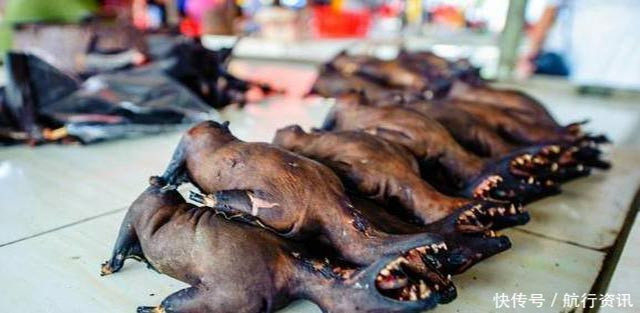 Những con dơi này chủ yếu sống trong những hang động tối tăm, ẩm ướt. Người dân châu Phi thường xuyên săn bắt chúng để chế biến thành những món ăn thường ngày.