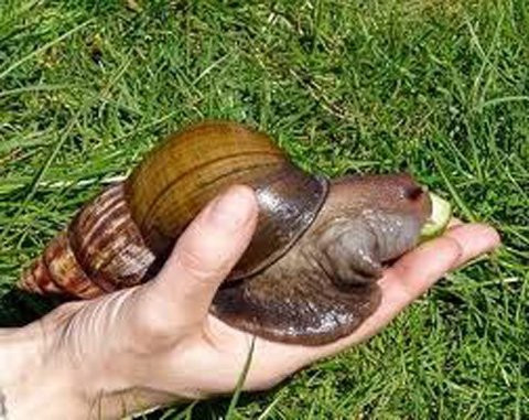 Đặc biệt, nếu là ốc sên sinh trưởng trong môi trường tự nhiên hoang dã, nó càng chứa những mầm mống gây bệnh.