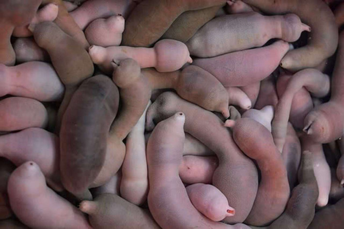 Cá dương vật (Penis fish) thật ra không phải là cá mà là một loại giun thìa có tên khoa học là Unicinctus Urechis. Loài sinh vật đặc biệt này thường sống tập trung ở vùng biển phía Bắc Trung Quốc, Nhật Bản và Hàn Quốc. Ảnh: