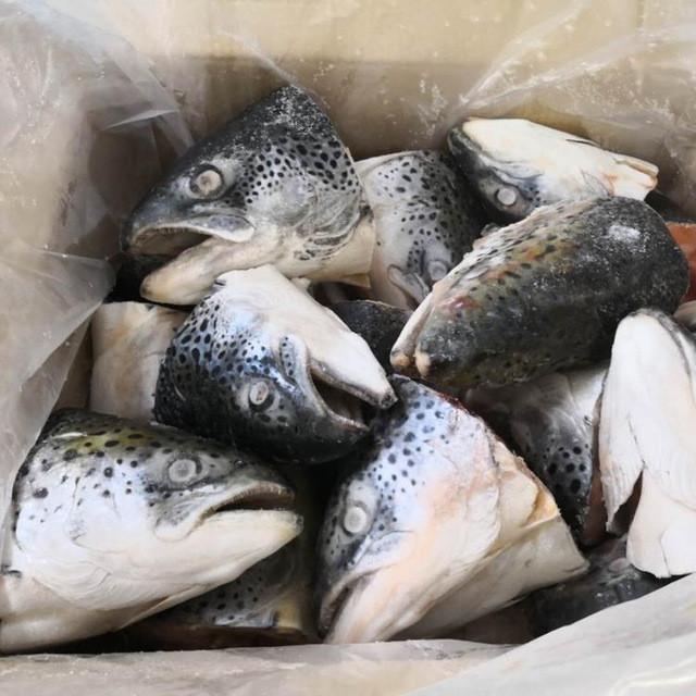Một đặc sản lên men khác của Alaska là “trứng cá thối”. Trong đó, cá hồi cái thường có các buồng trứng lớn vào mùa hè. Trứng sẽ được chôn cùng đầu cá, cho đến khi phần ngoài cứng lại và bên trong mềm hơn. Ảnh: Internet.