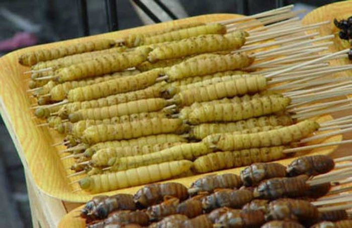Sate Ulat Bulu: Không phải loài sâu bướm nào cũng có thể được chế biến thành món ăn, chỉ có những loài thuộc họ lyman tridae. Chúng được cho là rất giàu protein, an toàn khi ăn mỗi ngày.