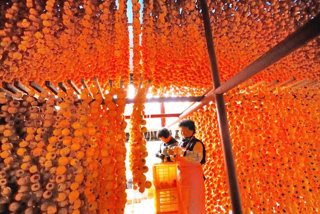 Những quả hồng ở đây được gọt vỏ rồi đem phơi khô dưới ánh mặt trời tự nhiên.