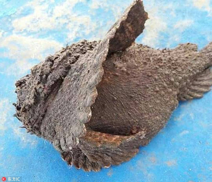 Lớp da của cá đá rất dày, vì vậy công đoạn sơ chế làm sạch rất tốn thời gian. Do đó, không phải nhà hàng nào cũng đủ tiêu chuẩn để làm và bày bán loại cá này. Ảnh: Internet. Video "Chế biến món ngon từ nấm đông cô". Nguồn: VTC.