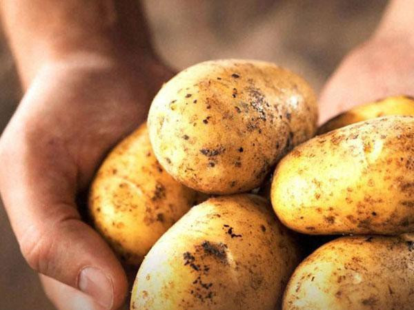 Sữa chua, khoai tây và mật ong: Trộn đều 1 thìa canh bột khoai tây với 1 thìa canh mật ong, sau đó thêm 1 thìa canh sữa chua và tiếp tục trộn đều. Thoa hỗn hợp lên mặt rồi xả sạch sau 10 phút. Khoai tây giúp cải thiện tình trạng thâm mụn và giúp da đều màu. Các thành phần kháng viêm, kháng khuẩn và chống oxy hóa của mật ong giúp da khỏe mạnh.