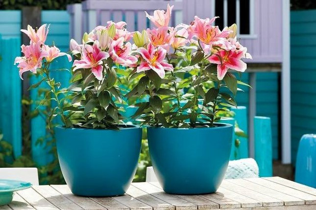 Hoa ly thường được nhiều gia đình chọn để trang trí nhà bởi màu sắc đẹp, có hương thơm nhẹ nhàng và độ bền cao. Không chỉ vậy, loại hoa này còn giúp khử độc hiệu quả giúp không khí trong nhà trong lành.
