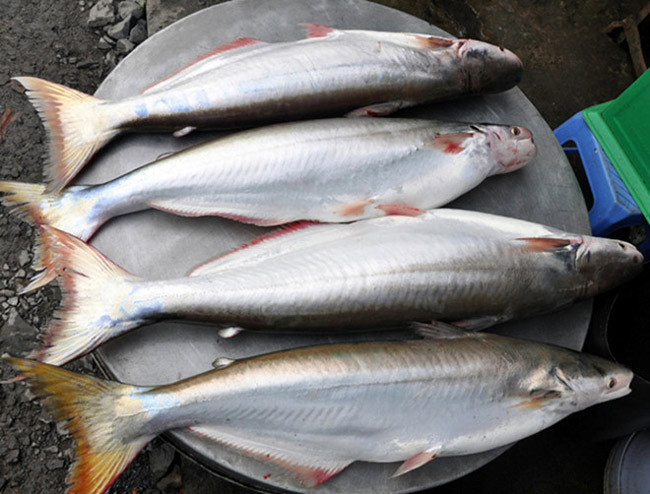 Cá bông lau om dưa chua: cá bông lau, dưa muối chua, cà chua, hành, tiêu, ớt gia vị vừa đủ om ăn. Công dụng: kiện tỳ, thanh nhiệt, sinh tân, bổ khí huyết… Trị chứng can huyết hư, ăn kém, váng đầu hoa mắt, miệng khô, gầy sút.