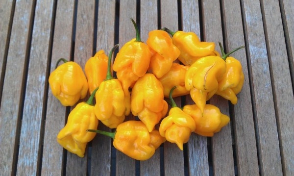 Ớt Trinidad Scorpion được đặt theo quê hương giống ớt, vùng Trinidad. Vì vị cay gắt, giống ớt còn được sử dụng rộng rãi mới một mục đích khác. Chúng được trộn lẫn với sơn tàu biển để ngăn chặn hàu bám trên đáy của tàu thuyền.