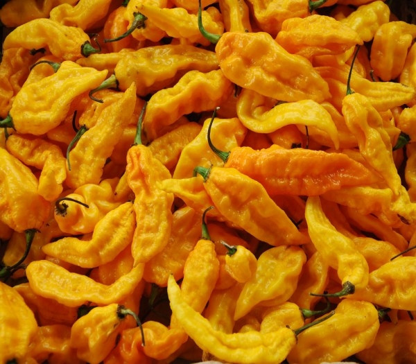 Ớt lưỡi quỷ cùng là một thành viên của gia đình giống ớt habanero. Loại ớt này nổi tiếng là loại ớt độc đáo nhất thế giới với hương vị tươi sáng, hấp dẫn. Người ta thường dùng ớt lưỡi quỷ để ăn cùng các loại salad.