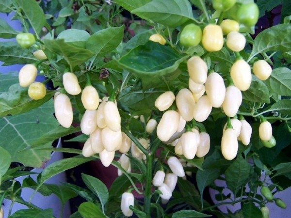 Họ ớt Habanero là một giống ớt hết sức cay. Màu trắng của loại ớt này khiến cho chúng trở nên thực sự đặc biệt và quý hiếm. Ớt trắng Habanero phổ biến ở Mexico và Caribbean. Giống ớt có cây nhỏ nhưng cho sản lượng cao, thường được dùng làm gia vị ướp và nước sốt.