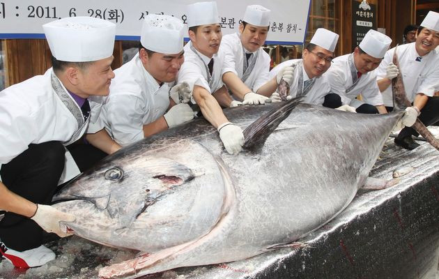 Cá ngừ vây xanh là một thành phần chính của món sushi, được gọi là "Kuro maguro" (cá ngừ đen) ở Nhật Bản và được những người sành ăn sushi ưu ái đặt tên là "kim cương đen" vì độ quý hiếm của nó.