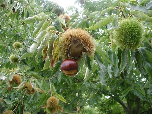 Khi đến độ thu hoạch, hạt dẻ trên cây tự nứt quả, tách vỏ và rụng xuống đất.