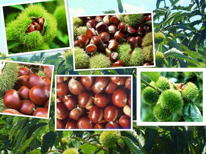 Hạt dẻ đã rơi dưới mặt đất có màu nâu thẫm, quả vẫn chưa tách ra khỏi vỏ.