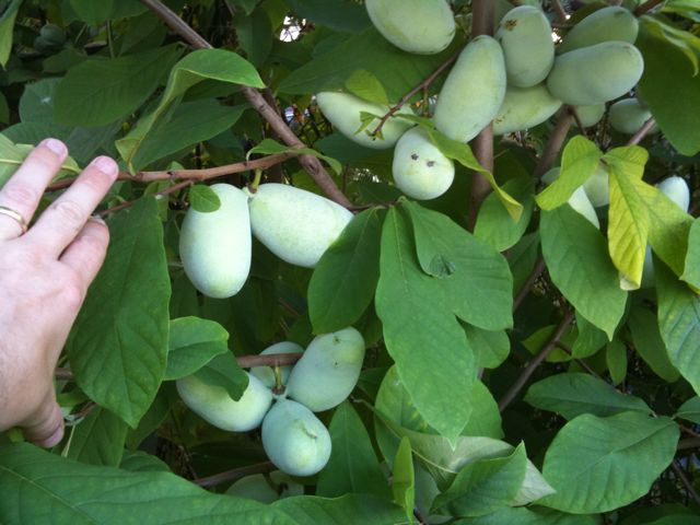 Trước đây, cây Paw Paw mọc hoang ở 26 tiểu bang ở miền đông nước Mỹ.