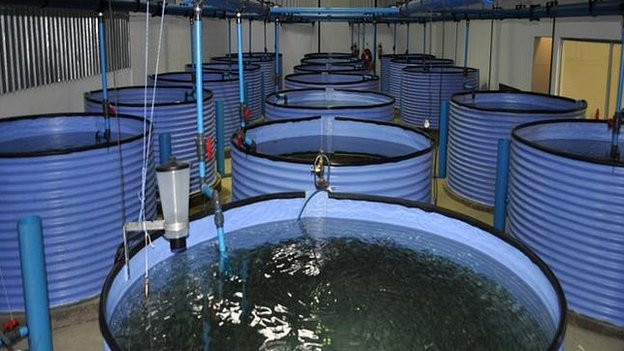 Những con cá ở trang trại Lesotho được chọn giống và chăm sóc hết sức tỉ mỉ. Bên trong khu trang trại có cả một khu “vườn ươm” công nghệ cao để chăm nuôi hàng triệu quả trứng cá hồi được nhập khẩu từ Đan Mạch.