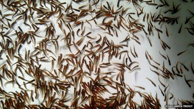 Sau khi trứng nở thành những con cá nhỏ, chúng sẽ được chuyển vào các hồ chứa nằm trong một phòng kiểm soát khí hậu.
