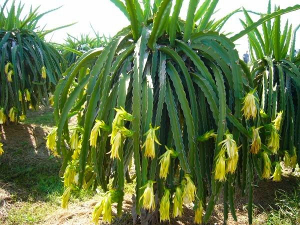 Những cây thanh long vàng bắt đầu đơm hoa kết trái.