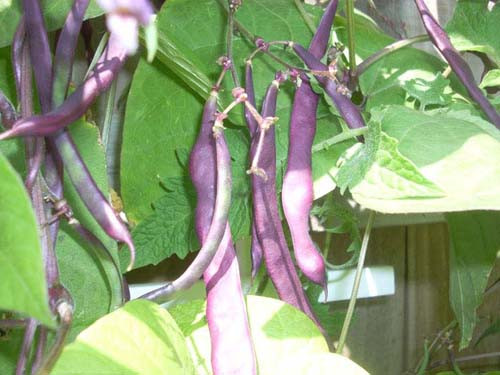 Mặc dù quả có màu tím nhưng khi nấu chín, chúng lập tức chuyển sang màu xanh.