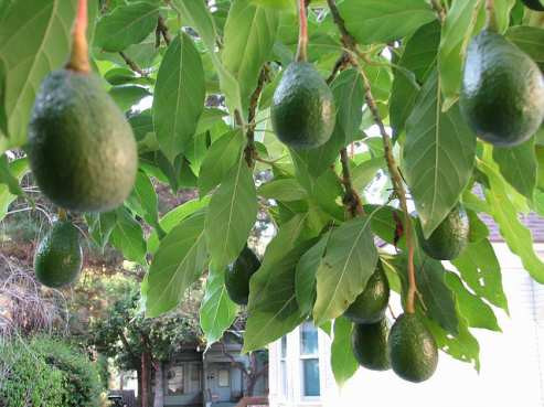 Trên thế giới, chỉ một số khu vực trên thế giới đủ điều kiện thổ nhưỡng, khí hậu để trồng vườn bơ như Mexico, Trung Mỹ, Nam Phi, Peru, Chile, Mỹ, Úc, New Zealand...