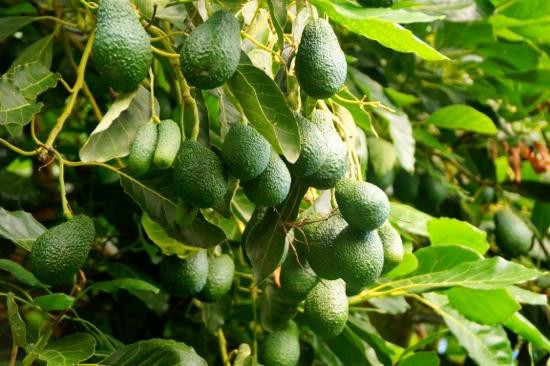 So với các loại cây ăn quả khác bơ là loại cây dễ trồng, khả năng thích nghi rộng, chống chịu khá với các bất lợi của môi trường như hạn hán, gió, đất nghèo dinh dưỡng.