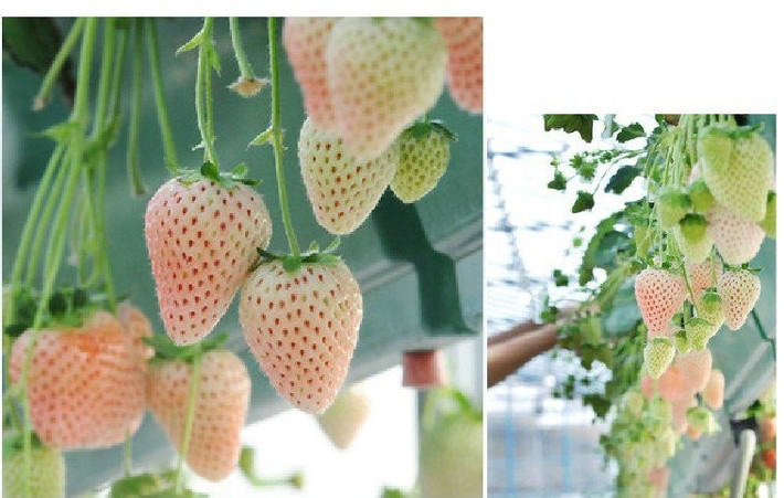 Loại dâu tây trắng độc đáo còn gọi là dâu dứa bởi chúng có hình dáng giống quả dâu tây và mùi vị giống quả dứa.