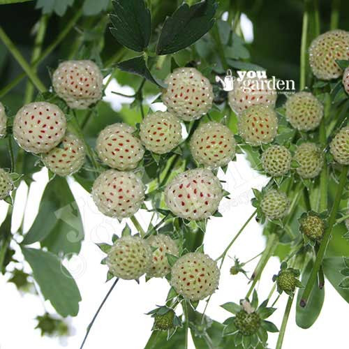 Mặc dù có mùi thơm và hương vị không giống dâu nhưng dâu dứa lại có đặc tính bên ngoài giống quả dâu tây thông thường.