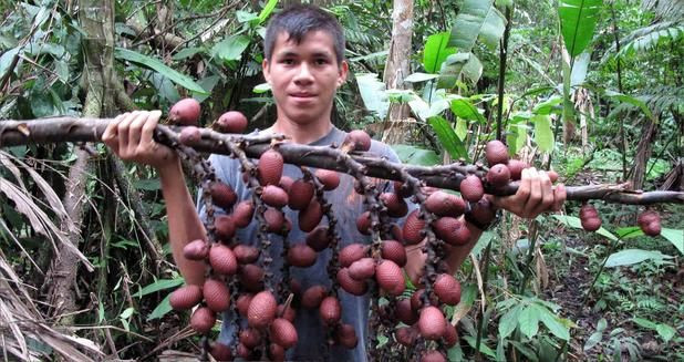 Loại quả Aguaje, với lớp vỏ dạng vảy nâu sẫm, mọc phổ biến trong các khu rừng nhiệt đới thuộc Amazon. Aguaje mọc trên thân cây dạng cọ và khi chín có vị gần giống cà rốt.