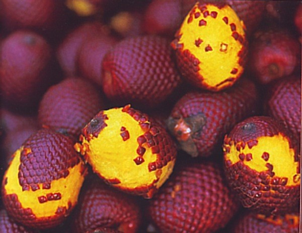 Điều đáng chú ý hơn cả là Aguaje mang giá trị dinh dưỡng cao. Quả Aguaje chứa lượng vitamin A cao gấp 3 lần cà rốt.
