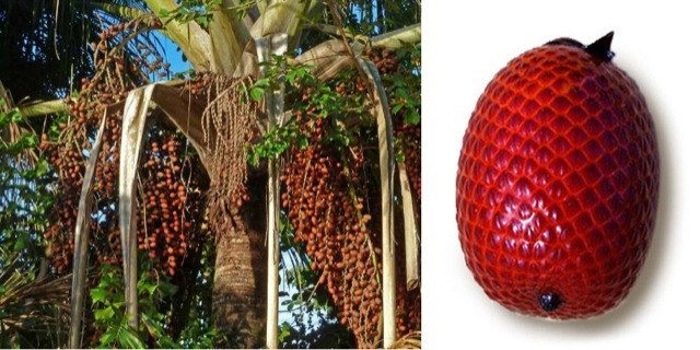 Tại các khu chợ địa phương ở thành phố Iquitos (Peru), loại quả này mang lại khoản doanh thu khoảng 4,6 triệu USD mỗi năm cho người dân do lợi ích nó cung cấp.