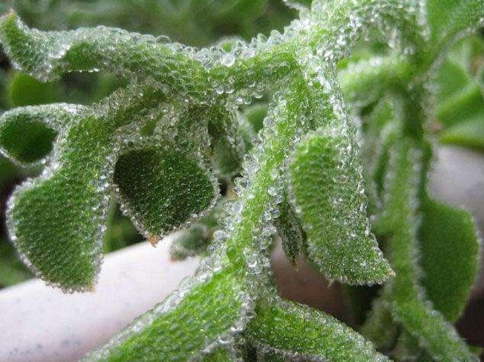Theo tìm hiểu, rau băng hay rau đá tên khoa học là Mesembryanthemum crystallinum, có nguồn gốc ở Châu Phi, Tây Á và Châu Âu. Đây là loại rau có giá trị dinh dưỡng cao, rất giàu axit amin và chất chống axit hóa.