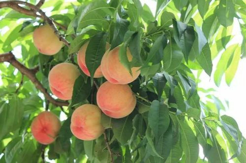 Bên cạnh đó, mật hoa và phấn hoa của đào quý nhân cũng có giá trị nhất định, thậm chí còn cao hơn cả giá trị quả đào.