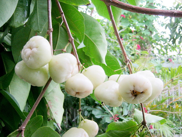 Không chỉ thế, roi bạch ngọc còn được đánh giá là hương vị ngọt thanh, nhiều nước và mềm xốp hơn, ngay cả người già và trẻ nhỏ đều thích ăn.