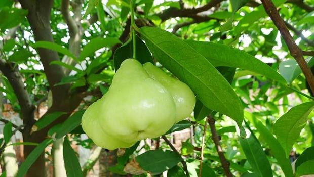 Người Thái Lan không hay trồng roi bạch ngọc, không chú trọng vào cây này vì vậy roi bạch ngọc thường được thu hoạch ở những cây mọc nơi hoang.