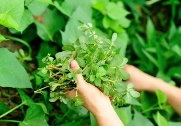 Có lẽ chúng ta đều biết cây rau sam là một loại rau dại có giá trị y học rất cao, chủ yếu có chức năng khử trùng, tiêu viêm, chống lão hóa và hạ huyết áp, nhưng bạn đã biết chưa, rau sam còn có tác dụng cực tốt để chữa chàm, mụn cơm phẳng, mụn trứng cá,… và đối với các bạn nữ, rau sam còn có giá trị làm đẹp và dưỡng da. Hãy cùng tham khảo cách sử dụng nào.