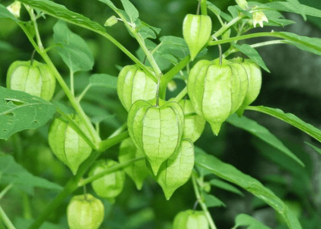 Đặc điểm của tầm bóp cái là toàn thân có vị hơi đắng, tính mát, không độc, quả tầm bóp có vị chua ngọt giống cà chua. Thời xưa, loại cây này được xem là cây cứu đói, trẻ em nông thôn thường ăn quả của cây này như đồ ăn vặt. Quả của tầm bóp cái được bao bọc bởi một lớp vỏ mỏng như lồng đèn nên còn được gọi là quả lồng đèn.