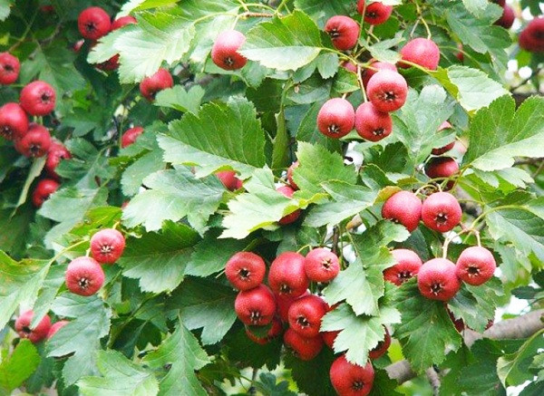 Không chỉ thế, dầu chiết xuất từ quả sơn trà còn giúp làm giảm mỡ máu, giảm huyết áp.