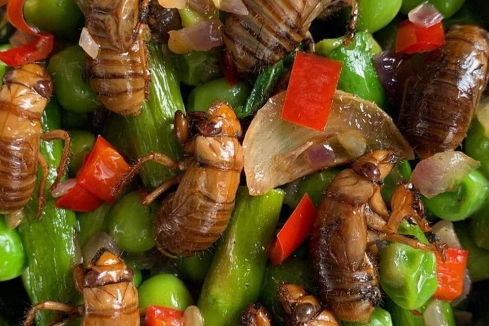 Mới đầu còn ngại ngần nhưng sau khi được thưởng thức độ ngon của ve sầu, người Mỹ bắt đầu học cách tự chế biến ra nhiều món ăn từ ve sầu khác nhau.