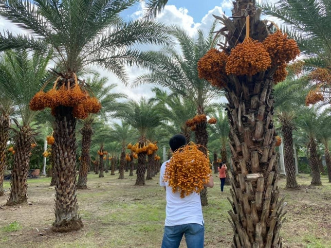 Chà là cũng có thể cung cấp nhiều loại chất dinh dưỡng cho cơ thể, đối với người dân Dubai, khi ra ngoài họ thường mang theo một vài quả chà là.