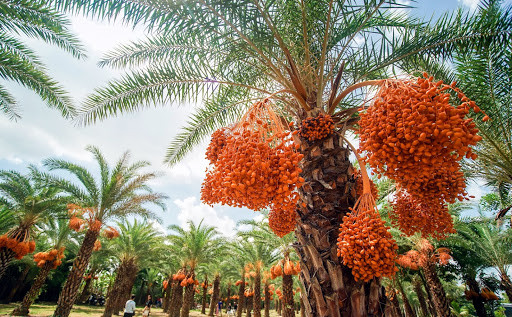 Được biết, người Dubai rất coi trọng cây chà là hoang dã. Những quả chà là hoang dã được xem là món ngon của các đại gia vùng Trung Đông, chính vì vậy chà là còn được xem như biểu tượng của sự giàu có.
