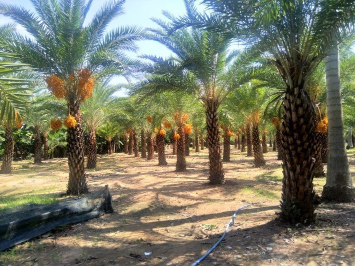 Theo tìm hiểu, cây chà là chịu hạn rất tốt nên có thể phát triển tốt ở Dubai. Quả chà là vàng cũng được gọi là chà là Trung Đông, nhìn rất giống chà là xanh nhưng giá trị dinh dưỡng lại cao hơn rất nhiều.