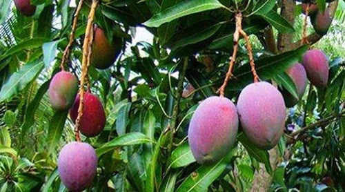 Tại Nhật Bản, giá của xoài Miyazaki bị đẩy lên cao do được trồng trong điều kiện đặc biệt.