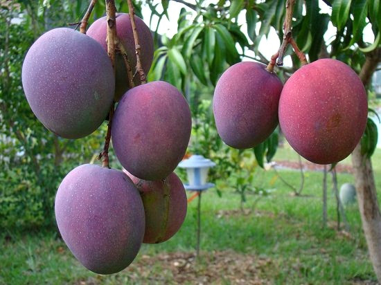 Những quả xoài này được trồng ở thành phố Miyazaki, thuộc tỉnh Kyushu của Nhật Bản vì thế có tên như vậy. Những quả xoài này thường có trọng lượng hơn 350g và có lượng đường từ 15% trở lên.