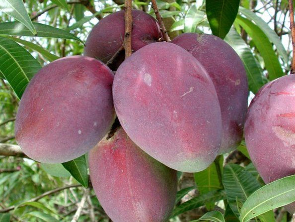 Theo trung tâm xúc tiến thương mại và sản phẩm địa phương Miyazaki ở Nhật Bản, những quả xoài này được thu hoạch cao điểm từ tháng 4 đến tháng 8.