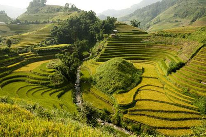 Đặc biệt, vào mùa lúa chín (giữa tháng 9, đầu tháng 10), khu ruộng bậc thang trở nên rực rỡ màu và tuyệt đẹp hơn bao giờ.