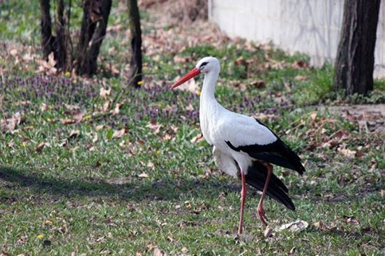 Tuy nhiên, Klepetan thì không, suốt 15 năm qua, Klepetan đã chứng minh tình yêu không gì lay chuyển nổi của mình với người bạn đời Malena.